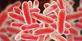 Legionella: leczenie bakterii opornej na penicylinę