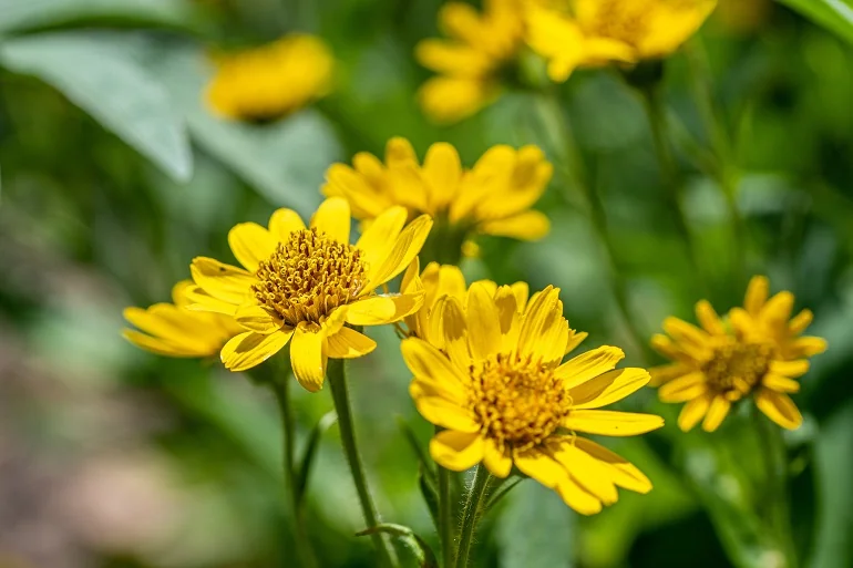 Arnica montana