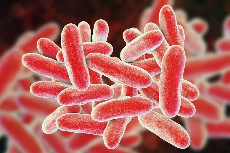 Legionella: leczenie bakterii opornej na penicylinę