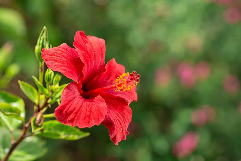 Hibiskus − czerwony kwiat w walce ze zmarszczkami