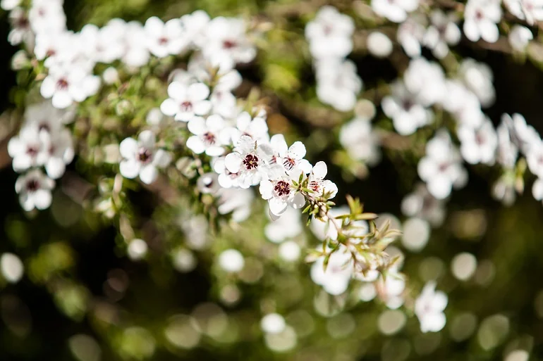 liście manuka