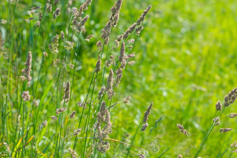 Alergia na trawy – objawy, leczenie i domowe sposoby