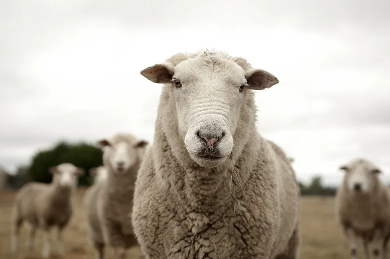 brucelozą można zarazić się od owiec
