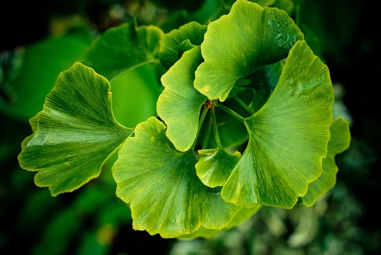 Naturalne afrodyzjaki dla mężczyzn - ginko biloba