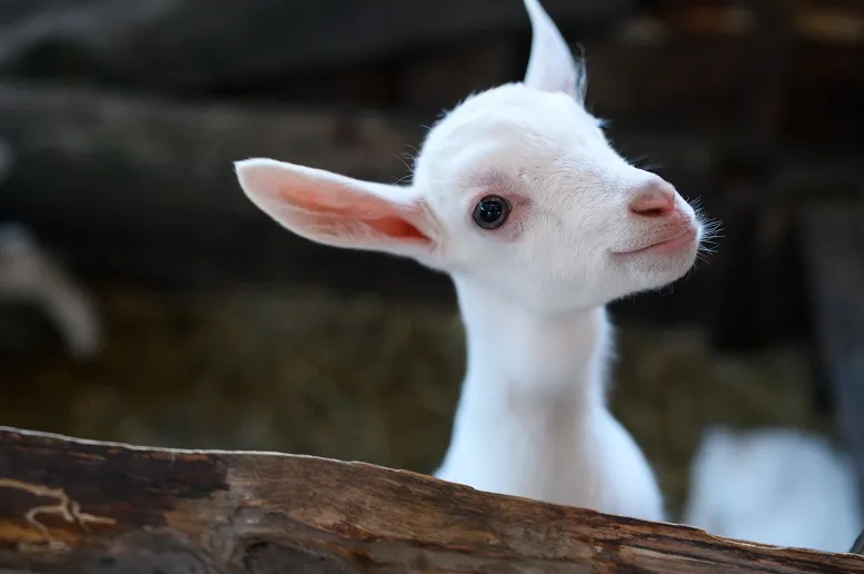 Mleko kozie dla niemowląt: dlaczego się je podaje?