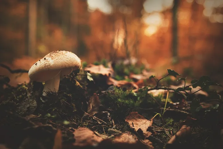 Trujące grzyby w lesie