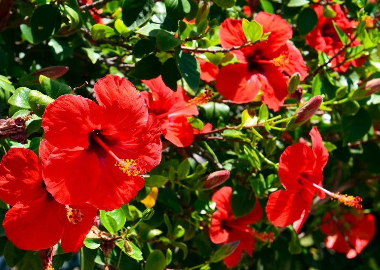 hibiskus