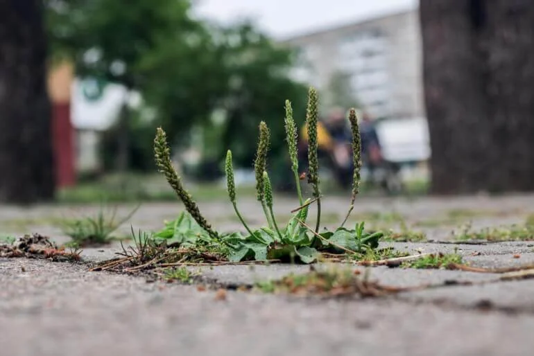 babka lancetowata - właściwości prozdrowotne