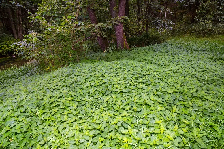 występowanie pokrzywy